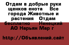 Отдам в добрые руки щенков енота. - Все города Животные и растения » Отдам бесплатно   . Ненецкий АО,Нарьян-Мар г.